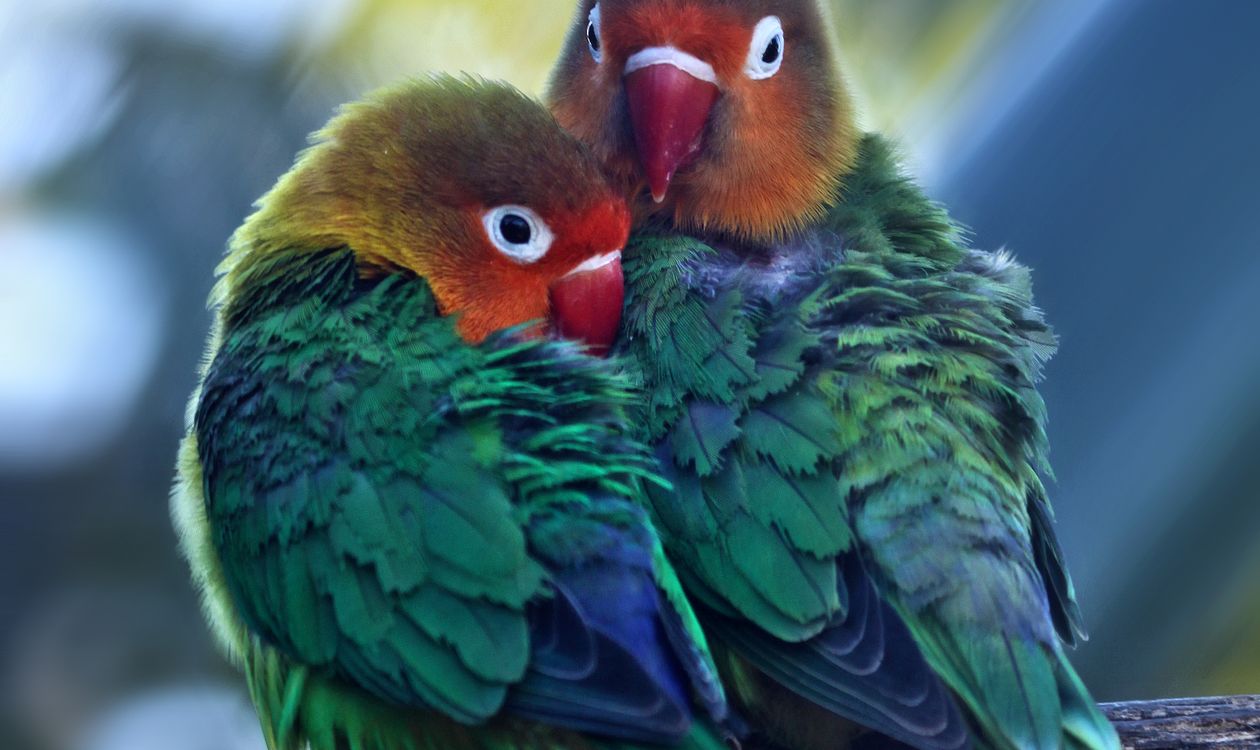 Cennet Papağanı (Lovebird) Bakımı: Kafes, Beslenme, Tek mi Çift mi?