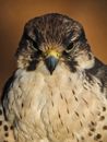 Close-up of an Eagle with Black Beak