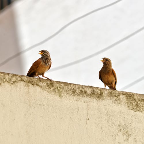 House Bunting Birds Perched on a Concrete Wall