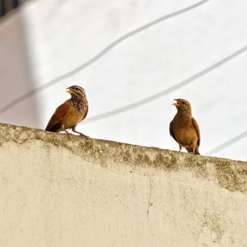 Birds- There are birds similar to fishes demanding low maintenance