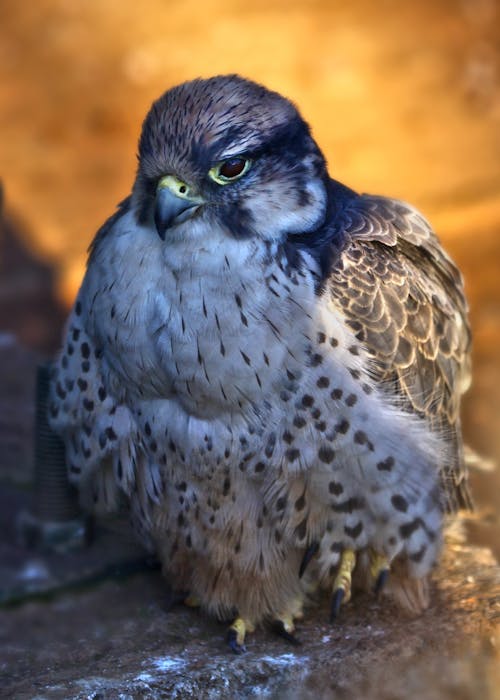 Free Gyrfalcon in Close-up Photography Stock Photo