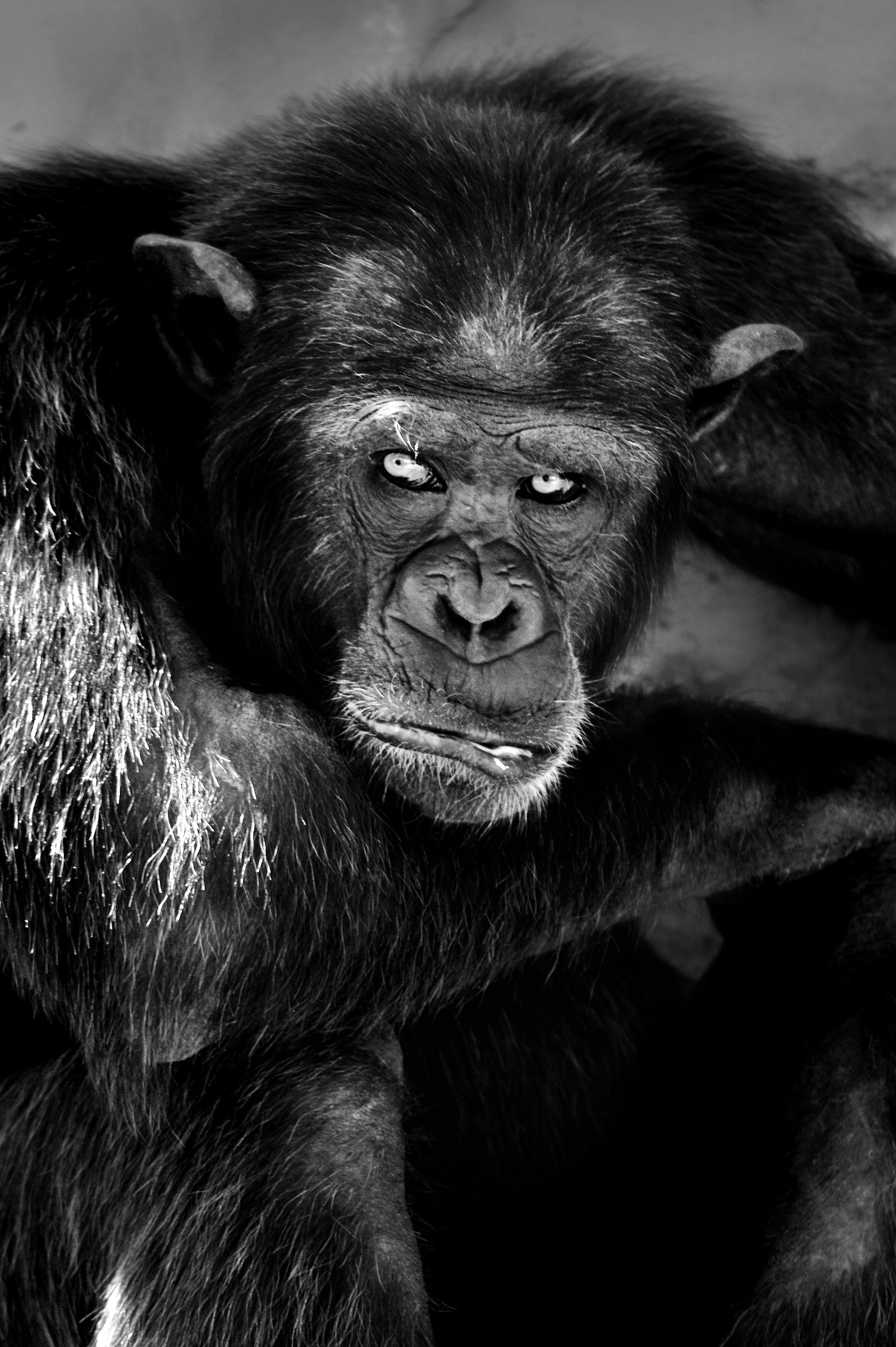 African Chimpanzee in Black and White View · Free Stock Photo