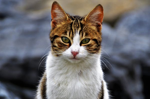 Peruvian Marinera dancers performing traditional dance on stage