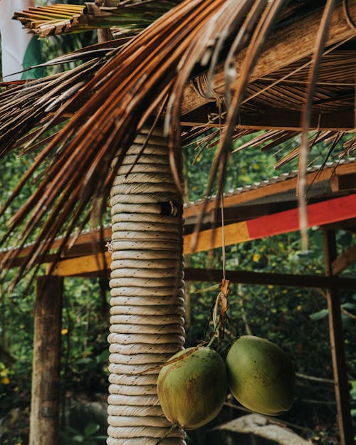 Ilmainen kuvapankkikuva tunnisteilla kookospähkinät, palmunlehti, puu Kuvapankkikuva
