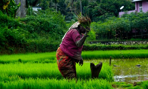 Free stock photo of asia, cultivating, cultivation