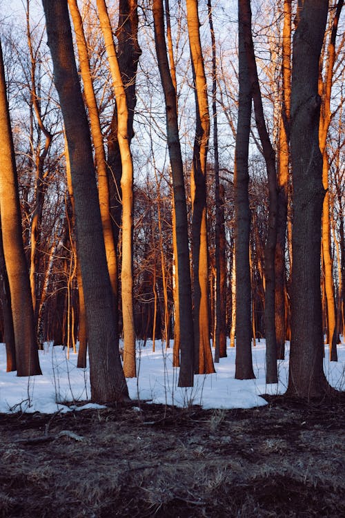 Free Brown Trees on Snow Covered Ground Forest Stock Photo
