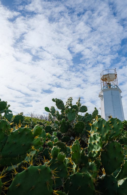 Lighthouse surrounded by opuntia