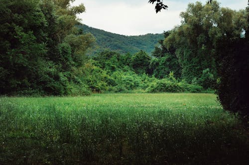 Безкоштовне стокове фото на тему «зелена трава, зелені дерева, зростання» стокове фото