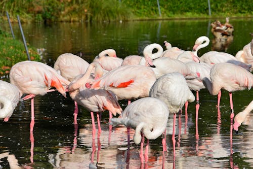 Free Pink Flamingos on Water Stock Photo