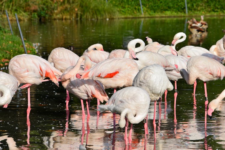 Pink Flamingos On Water