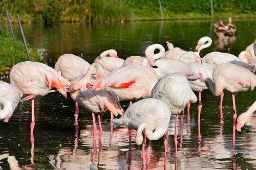 Free A group of flamingos wading and feeding in a vibrant, serene lake setting. Stock Photo