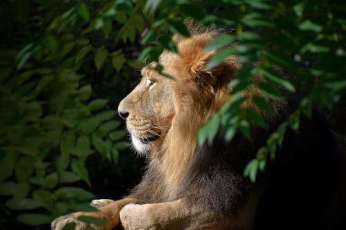 aslan, büyük kedi, etobur içeren Ücretsiz stok fotoğraf