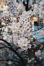 White Cherry Blossom Tree in Front of Brown Concrete Building