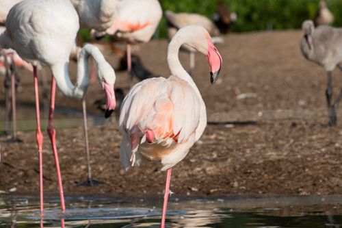 Free Elegant flamingo with pink plumage standing in water, showcasing its unique beauty. Stock Photo
