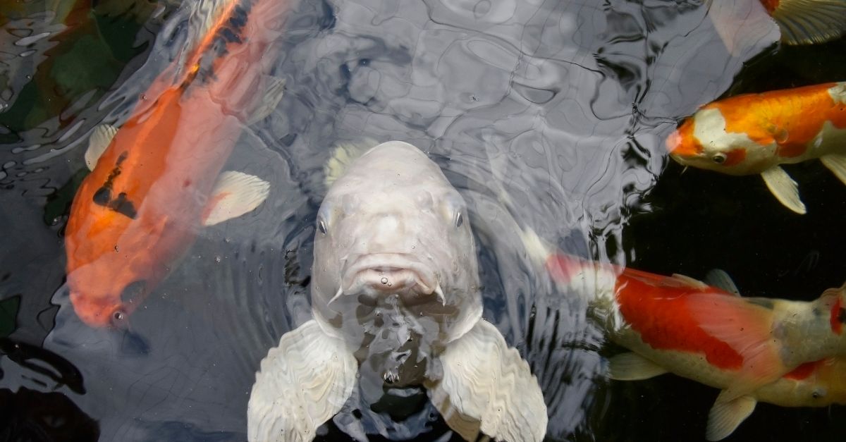 Poor Fish Tank Why Is My Fish Dying? Diagnosis, Action, and When It's Too Late ...