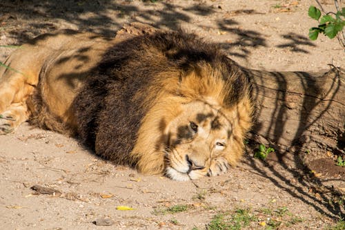 Free Lion , king isolated , Portrait Wildlife animal	 Stock Photo