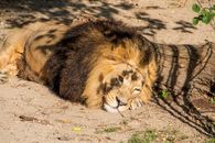 Lion , king isolated , Portrait Wildlife animal