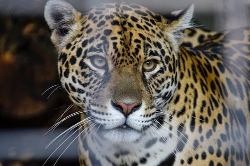 Free leopard wildlife , animal isolated	 Stock Photo