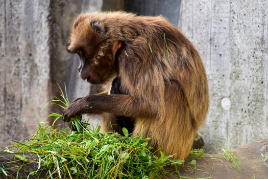 Brown Monkey and Green Grass