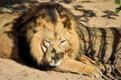 Ücretsiz Aslan , Izole Kral , Portre Yaban Hayatı Hayvanı Stok Fotoğraflar