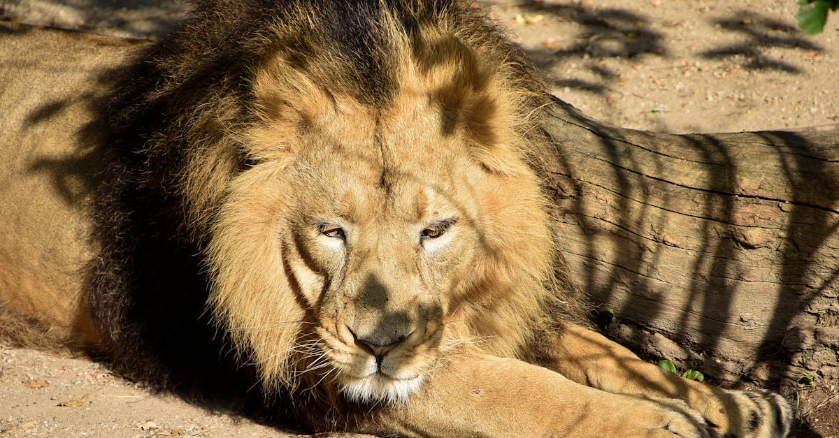 What does the lion mean on TikTok