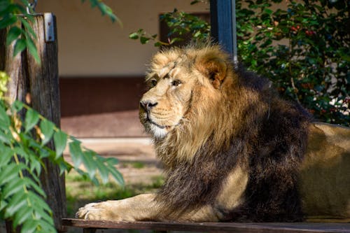 Free Lion resting on a Wooden Deck  Stock Photo
