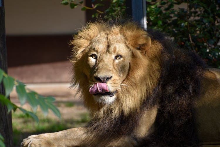 A Lion With Its Tongue Out