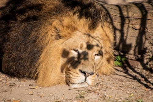 Close Up Photo of Lion Lying on the Ground