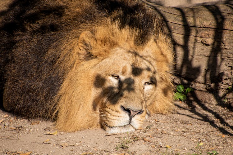 Close Up Photo Of Lion Lying On The Ground