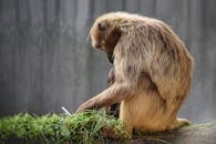 Monkey and the baby , moom Animal wildlife