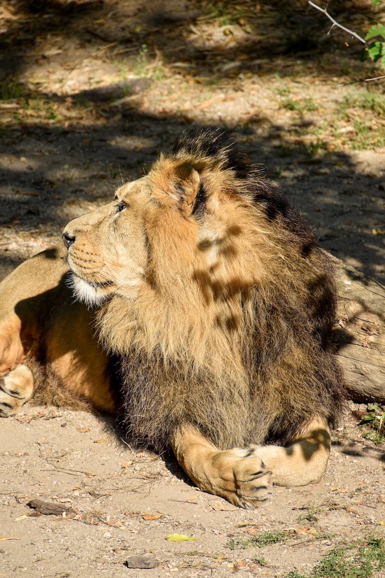 Lion Sitting On A Ground Facing Sideways	