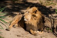 Lion , king isolated , Portrait Wildlife animal