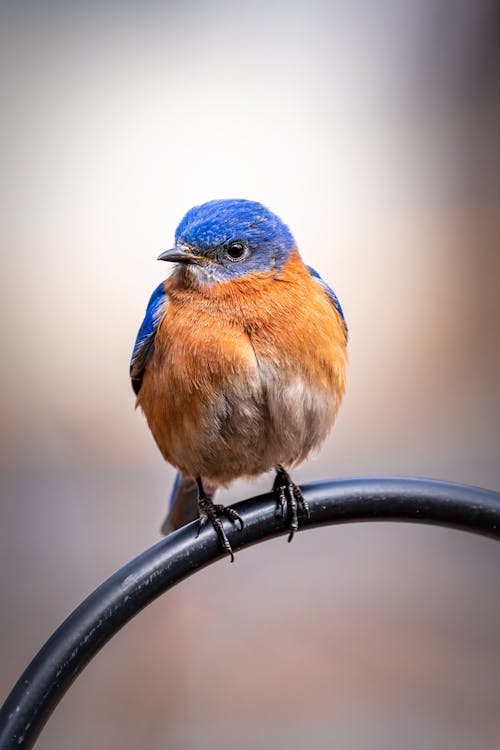 Free Blue and Brown Bird on Black Metal Fence Stock Photo