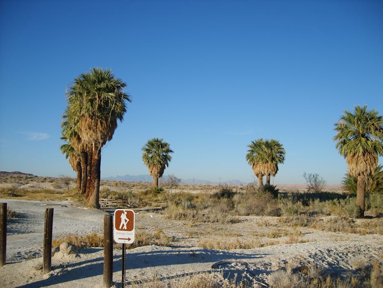 Hiking Trail With Palm Trees In A Desert Area 