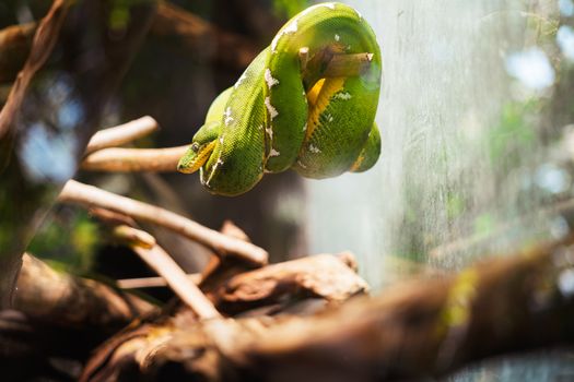 pythons photo