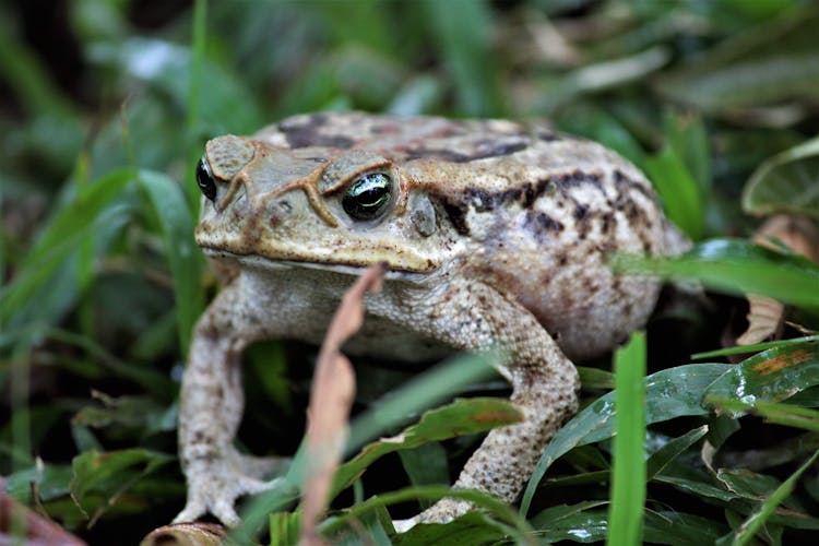 Close-up Photo Of A Rococo Toad 