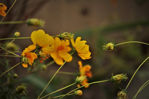 Blooming Yellow Cosmos and Flower Buds