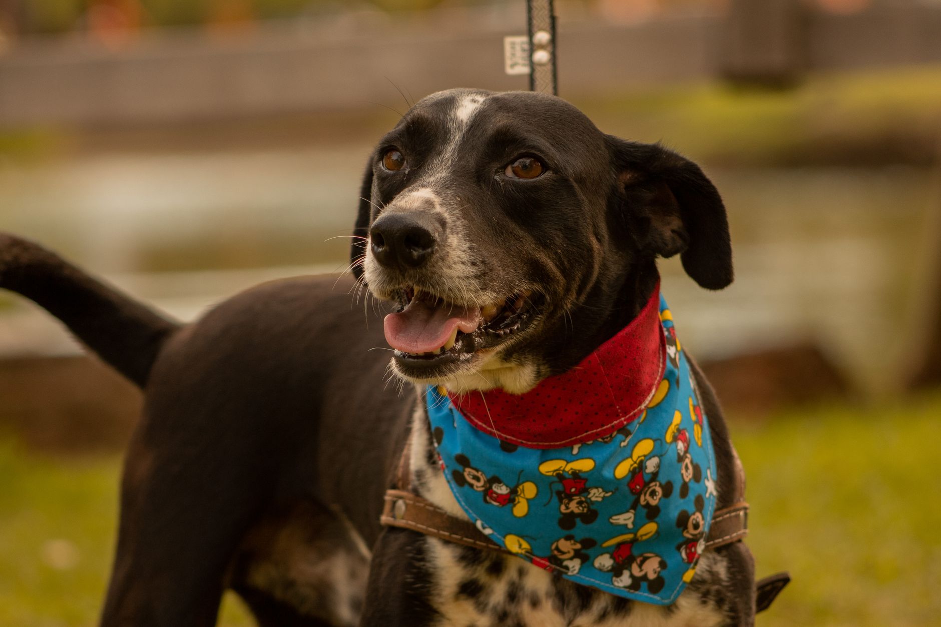 Portrait of a dog at a veterinary clinic