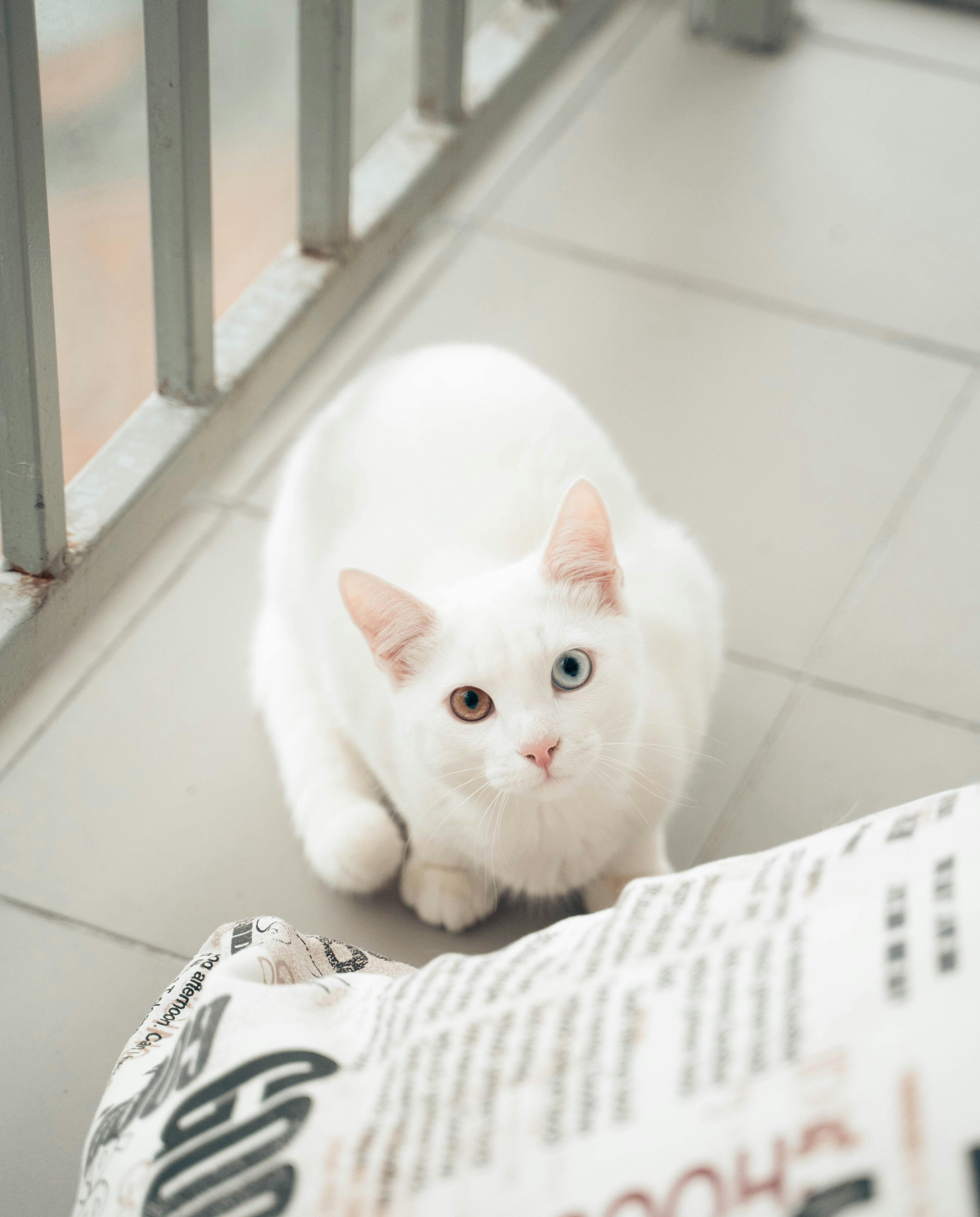 Hình ảnh mèo dễ thương mèo trắng động vật  Kho Hình Ảnh Xưởng Tranh  Waki