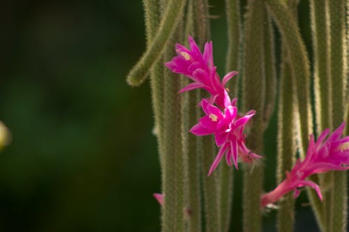 Kostnadsfri bild av blomma, kaktus, natur