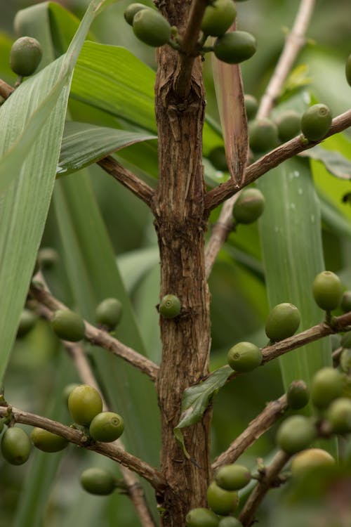 Foto profissional grátis de bagas, coffea, ecológico