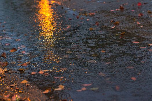 Fallen leaves scattered in a rain-soaked street with reflections of lights, creating a serene autumn feeling.