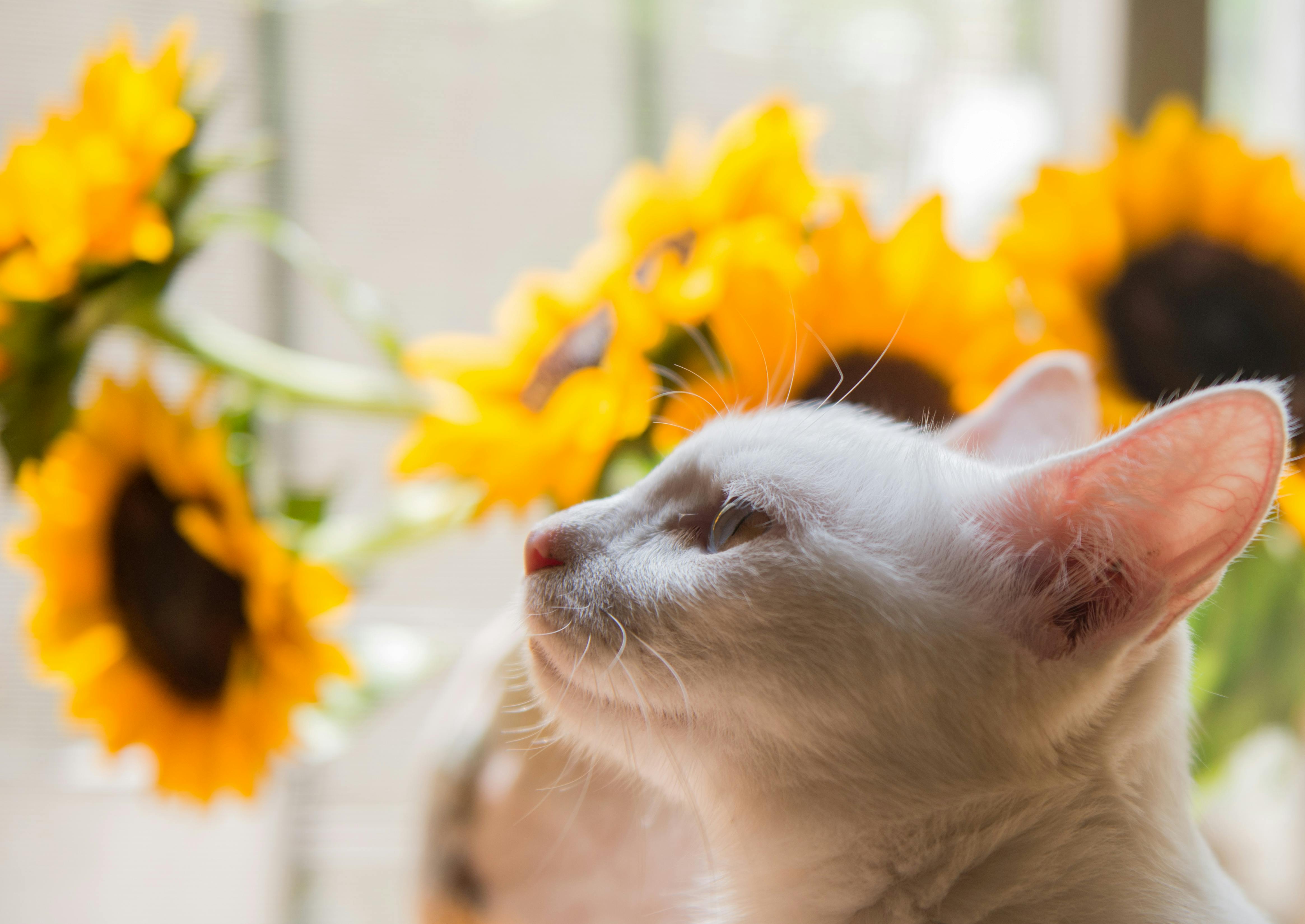 jelly cat sunflower