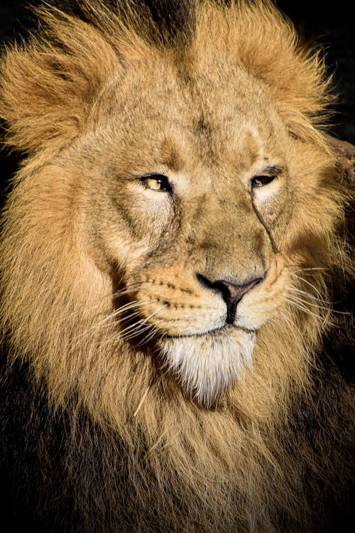 Лицо африканского самца льва, диких животных, млекопитающих, кошачьих