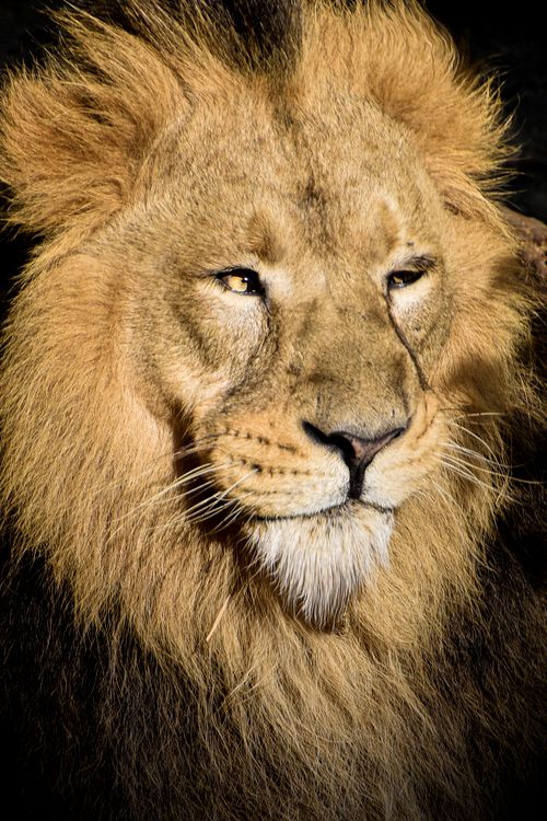 Free Close-up portrait of a majestic lion in sunlight showcasing its powerful mane. Stock Photo