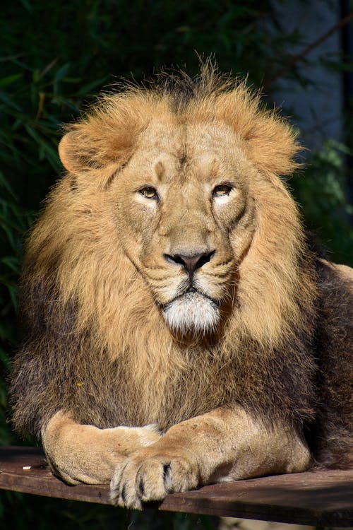 Free African male lion , wildlife animal mammal feline  Stock Photo