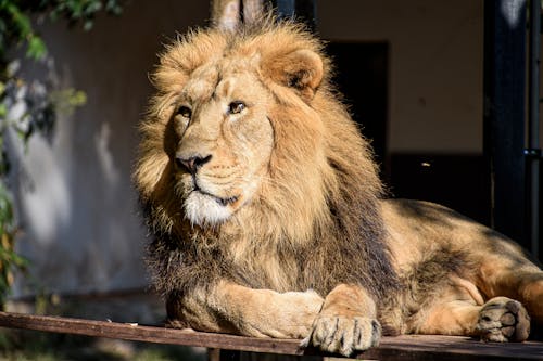 Lion Lying on Wooden Surface