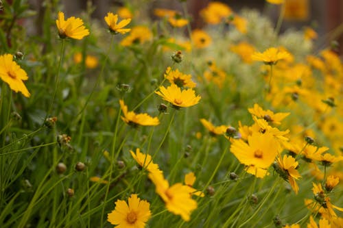 Yellow Flowers in Close Up Photography