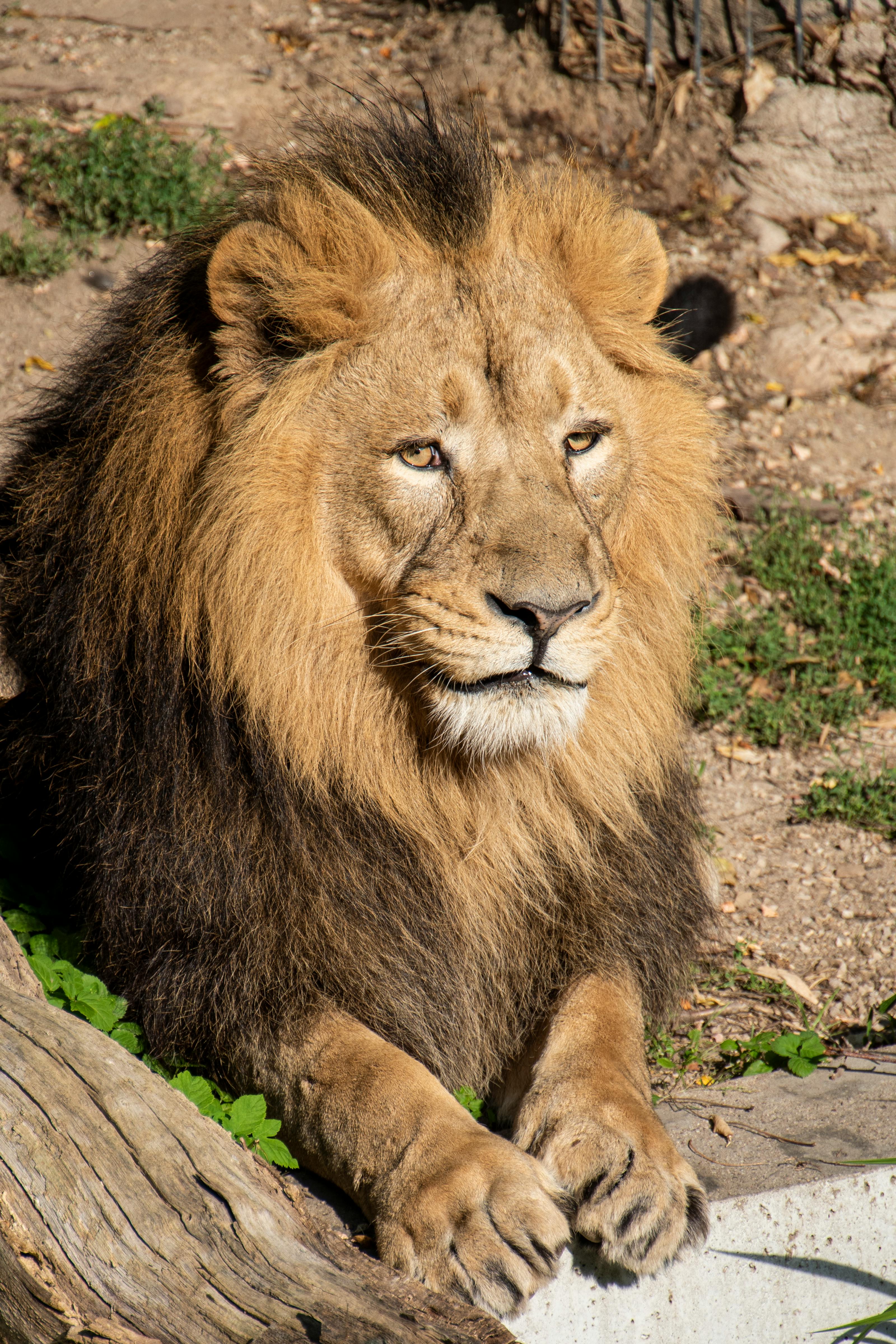 Close-up Photography of Brown Lion · Free Stock Photo