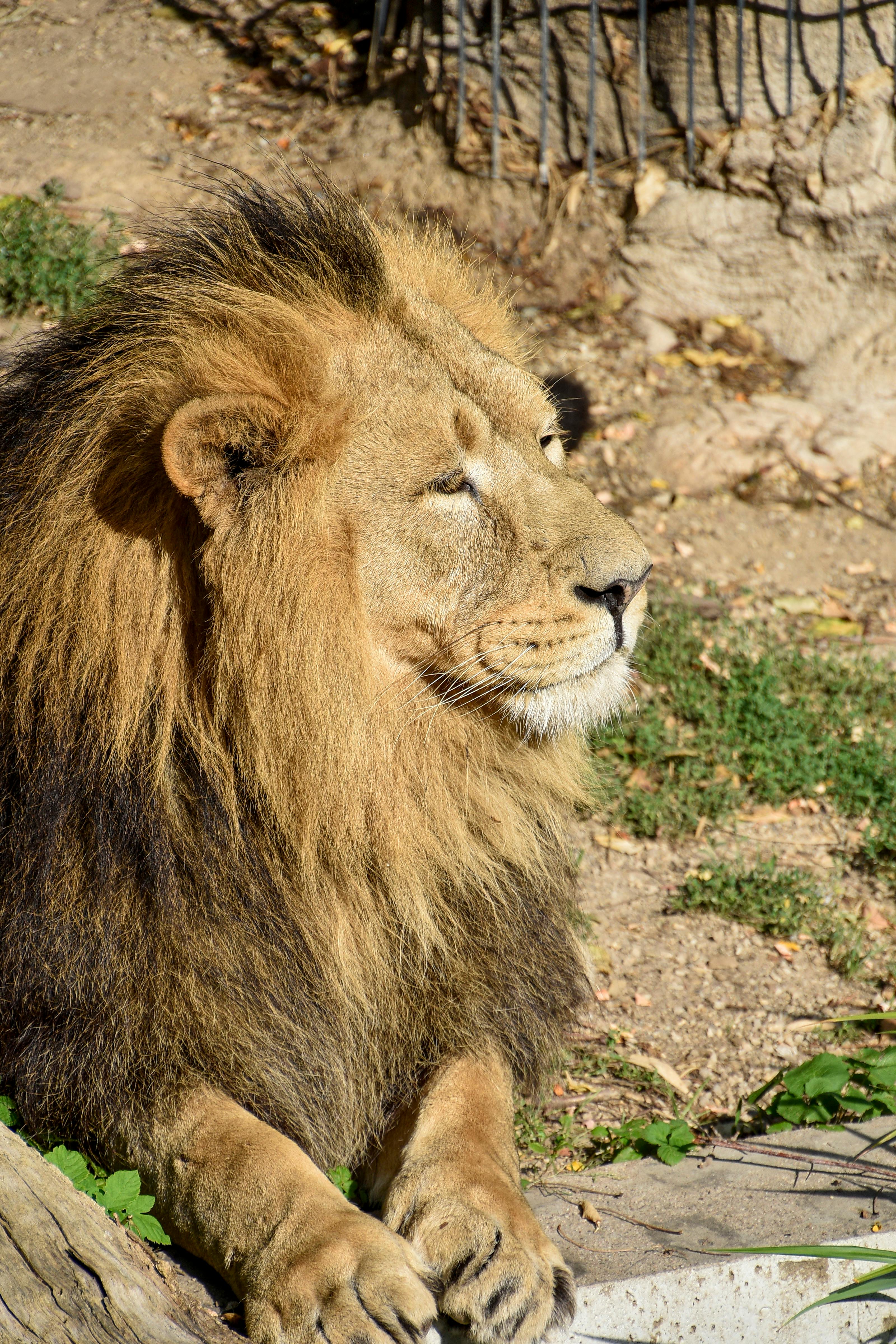 Close-up Photography of Brown Lion · Free Stock Photo Close-up Photography of Brown Lion · Free Stock Photo